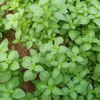 ریحان سالم بدون آفت گلخانه ای سرگل پاک شده