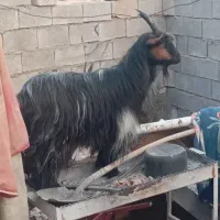 دوعدد بز