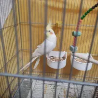 عروس هلندی