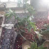 گل ها فیکوس برگ انجیری|گل و گیاه طبیعی|شیراز, تحویلی|دیوار