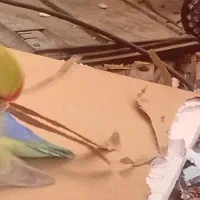 طوطی سبز برزیلی گمشده