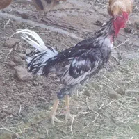 خروس لاری