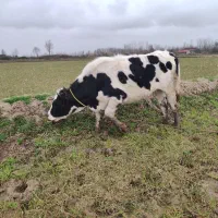 گوساله تلیسه هلشتاین