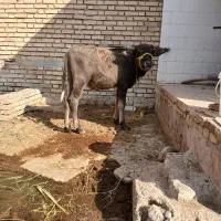 نر گاومیش