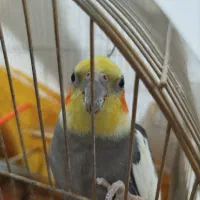 دو عدد عروس هلندی دستی