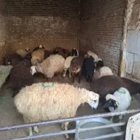 فروش گوسفند زنده در نسیم شهر|حیوانات مزرعه|نسیم‌شهر, |دیوار