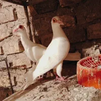 جفت سفید سیستان