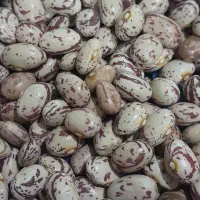 لوبیا چیتی ارسالی ییلاقی