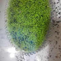 گیاه اکواریومی