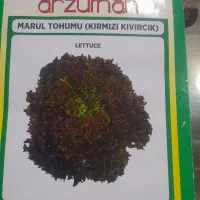 بذر کاهو فرانسوی بسته ۱۰۰۰عددی