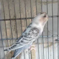 مرغ عشق و عروس هلندی