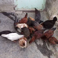 خروس|حیوانات مزرعه|اسلامآباد غرب, |دیوار