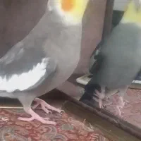 حیوانات گمشده.جاده ساوه  فلکه دوم گلستان