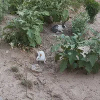 خرگوش