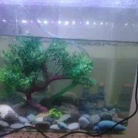 آکواریوم شیشه خم با ماهی