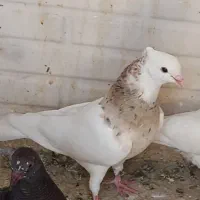 طوقی مهر کاکولی