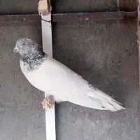 سرسبزنر بلند کشیده