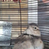 سهره قناری مس دهن قشنگ