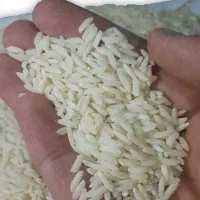 برنج دورود