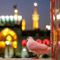 تور همه روزه مشهد هوایی