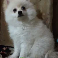پامر