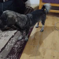 سک پاکوتاه ماده|سگ|بم, |دیوار