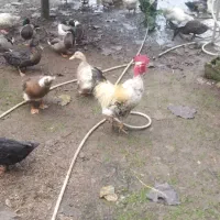 فروش کلی و تکی اردک محلی،پکنی،هوایی|حیوانات مزرعه|رودسر, |دیوار