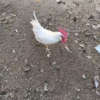 خروس|حیوانات مزرعه|برخوار, |دیوار