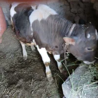 گوساله ۸ ماهه نر|حیوانات مزرعه|صومای برادوست, |دیوار