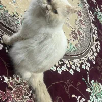 گربه برتیش اصل