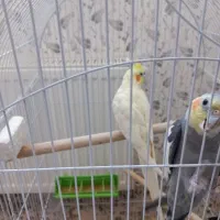 یه جفت عروس هلندی|پرنده|بروجن, |دیوار