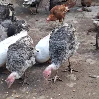 بوقلمون محلی|حیوانات مزرعه|نقده, |دیوار