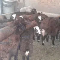 بره|حیوانات مزرعه|نهاوند, |دیوار