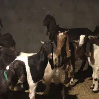 15راس بزغاله پاکستانی