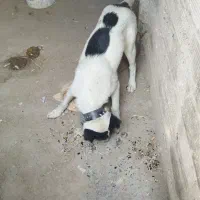 فروش توله3ماه