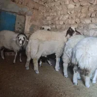 چهار عدد بره قوچ|حیوانات مزرعه|اسلامآباد غرب, |دیوار