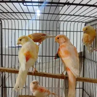 سهره وقناری