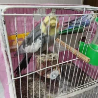 عروس هلندی و مرغ عشق