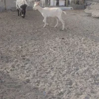 سانن اصل اصل|حیوانات مزرعه|بافت, |دیوار