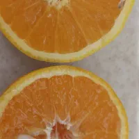 پرتقال جنگلی آبدار