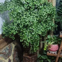 گل مصنوعی|گل مصنوعی|تهران, سلیمانی|دیوار