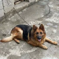 ژرمن شولاین ماده|سگ|رشت, پل تالشان|دیوار