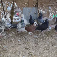 ۱۱ عدد کفتر کفتر