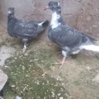 تعدادی کبوتر رنگی