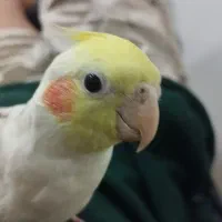 عروس هلندی گم شده