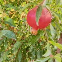 انار ترش و ملس