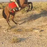 اسب مادیان 10 ماه ابستن