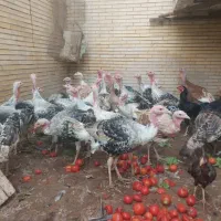 بارجدید بوقلمون محلی