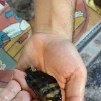 فروش سوماترا
