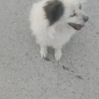 سگ پاپی حرفه ای